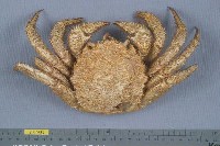 藏品(北海道毛蟹)的圖片